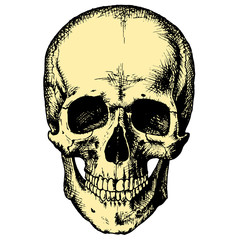 Yellow human skull on a blank background