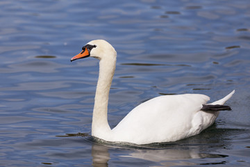 White swan on a lake