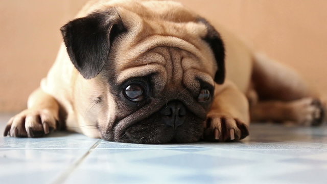 closeup cute pug dog on the floor