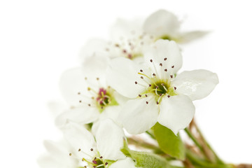 Fototapeta na wymiar Spring apple blossom on white background. Macro. Shallow dof. Selective focus.