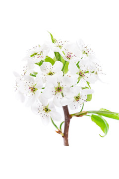 Spring apple blossom on white background. Macro. Shallow dof. Selective focus.