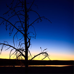 Clepsydra Sunset - A lone pine tree is silhouetted against the sunset near Clepsydra Geyser in Yellowstone National Park.