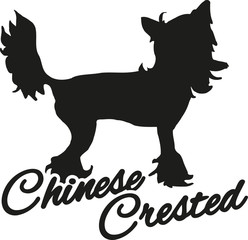 Chinese crested with breed name