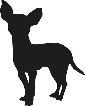 Chihuahua vector