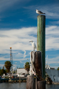 Dock Watchers - Seabirds perch atop  a boat mooring at the Sponge Docks in Tarpon Springs, Florida.