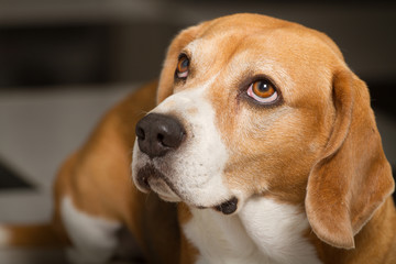 perro de raza beagle
