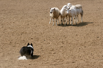 A sheepdog Herding a Group of Sheep Together