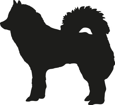 Eurasier dog