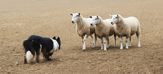 Sheepdog Staring Down a Group of  Sheep