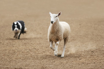 Border Collie Herding a Sheep