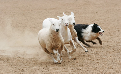 Sheepdog Herding Three Sheep