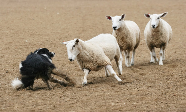 Sheep Verses Dog