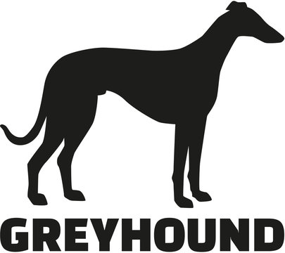 Greyhound with breed name