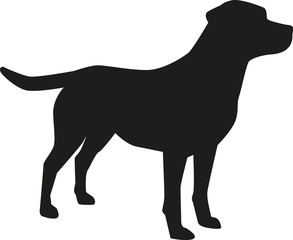 Labrador Retriever silhouette - obrazy, fototapety, plakaty