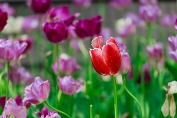 Tulips Spring flowers park first flowers