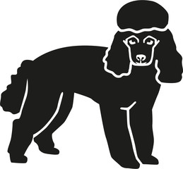 Poodle looking at you