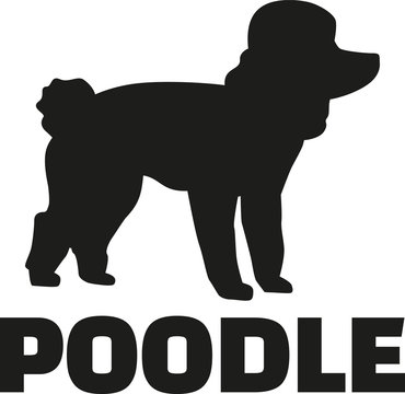 Poodle with breed name