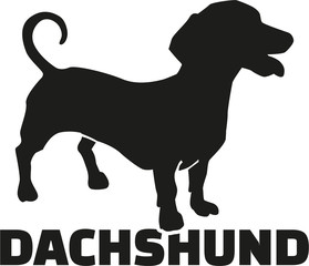 Dachshund with breed name