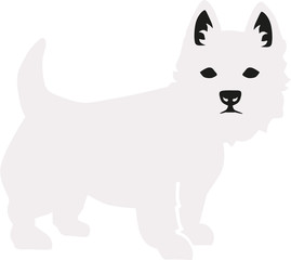 West Highland white Terrier