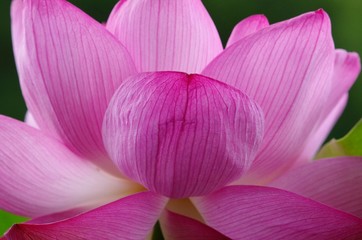 lotus blooming in summer morning