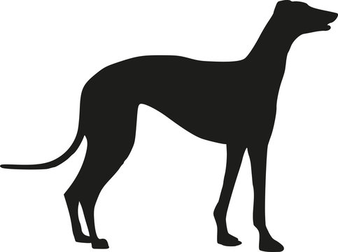 Greyhound dog standing silhouette