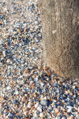 shells pn the seaside