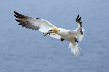 Northern Gannet in flight with nesting materials in beak - Bonaventure Island, Perce Rock, Quebec, Canada