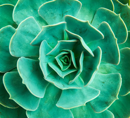  Miniature succulent plants
