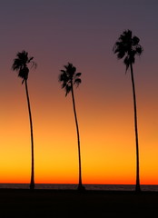 Palm Trees - Palm trees silhouette at sunset on tropical island, California
