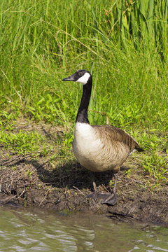 Goose standing near a pond