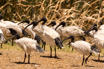 Obraz na płótnie Canvas A flock of australian white ibis