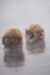 Fototapeta premium スノーモンキー(地獄谷野猿公苑) 