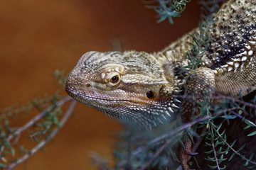 Eastern Bearded Dragon