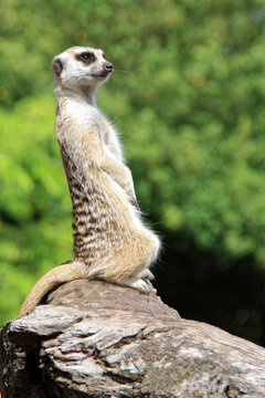Mercat  Suricata suricatta