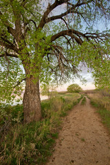 Scenic Pathway around the lake