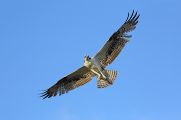 Osprey (Pandion haliaetus) Soaring Overhead - Florida