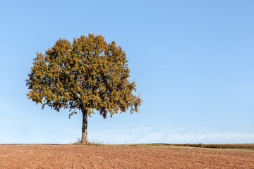 Alleinstehender Baum © Michael Drak