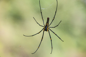 spider