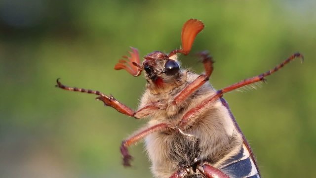 Cockchafer &ndash; beautiful insect. Cockchafer &ndash; a serious pest of gardens.