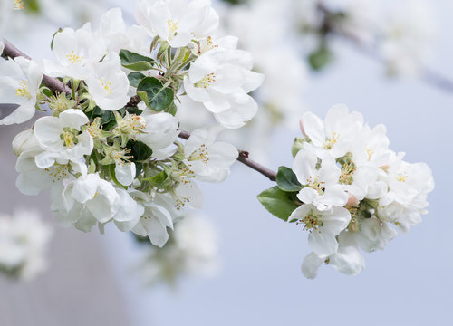 Apple tree branch in full bloom with white close-up flowers
