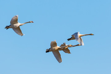 Obraz premium Whooper swans and a Mute swan in the sky