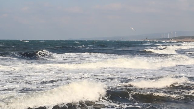 海鳥舞う日本海
