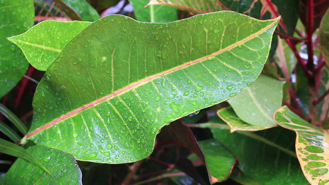 Raindrops Tropical Leaf Water Green Nature Wet Macro Closeup Fresh Botanical Jungle