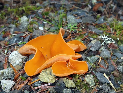 Orange Peel Fungus - Aleuria aurantia
