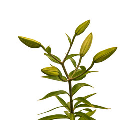 The branch of   lilies  on a white background isolated