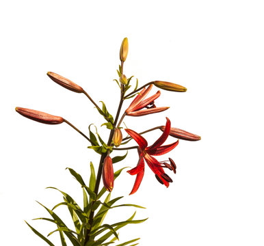 The branch of lilies with buds on a white background isolated