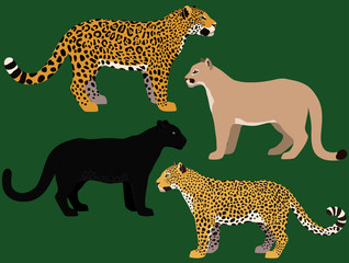 Illustration of black panther, cougar, jaguar and leopard.