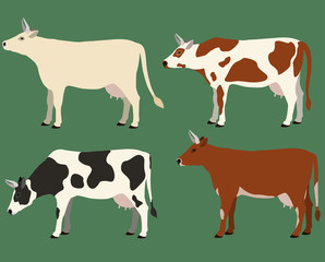Cows illustration set.