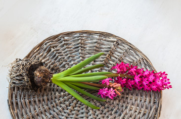 Fototapeta na wymiar Pink hyacinth