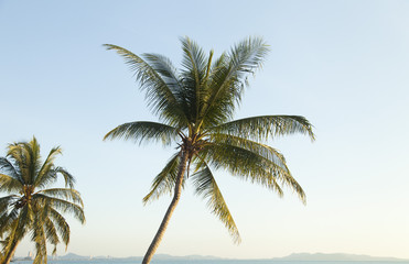 Fototapeta na wymiar Palm trees ashore